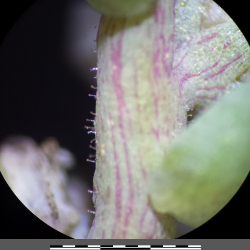 Sedum Hispanicum