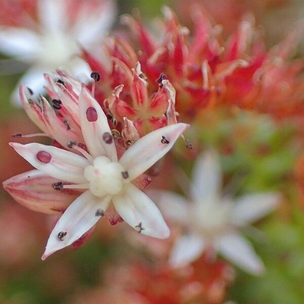 Sedum Moranense