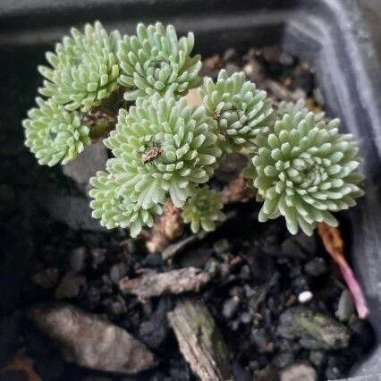 Sedum Multiceps
