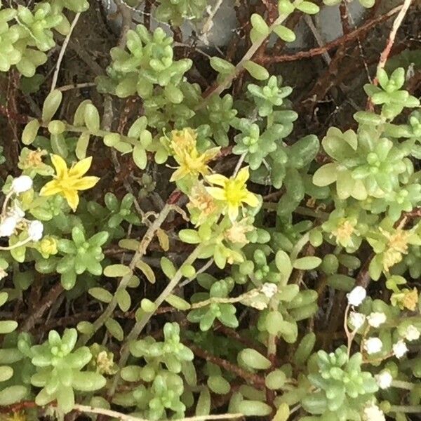 Sedum Nudum