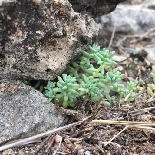 Sedum Nuttallii