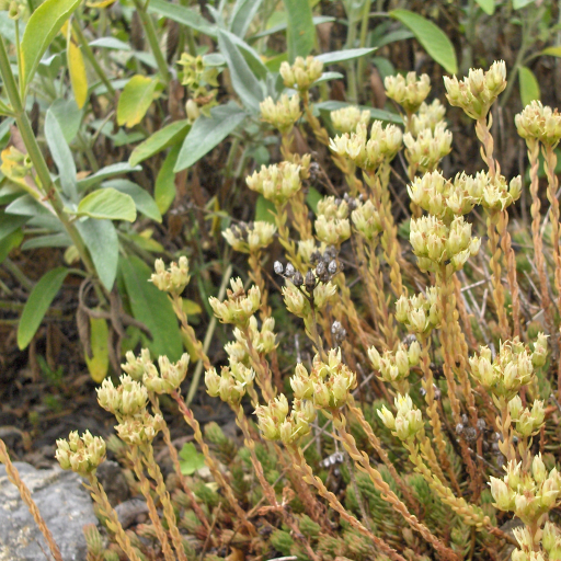 Sedum Ochroleucum