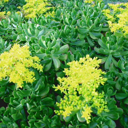 Sedum Praealtum