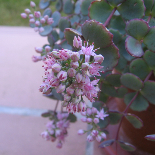 Sedum Sieboldii