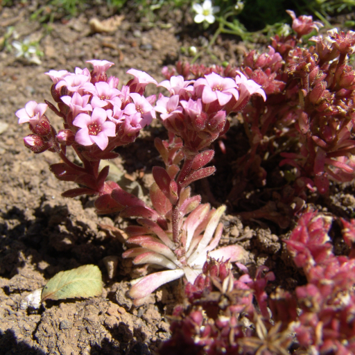 Sedum Villosum