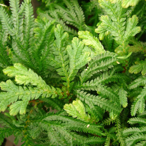 Selaginella Plana