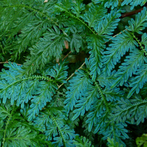 Selaginella Willdenowii