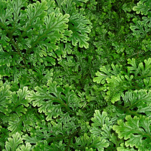Selaginella
