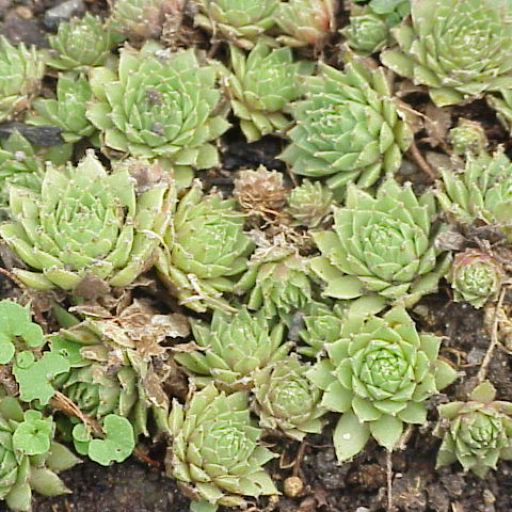 Sempervivum Ciliosum