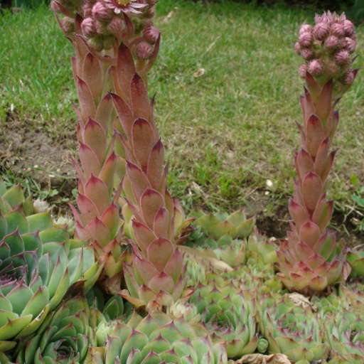 Sempervivum Montanum