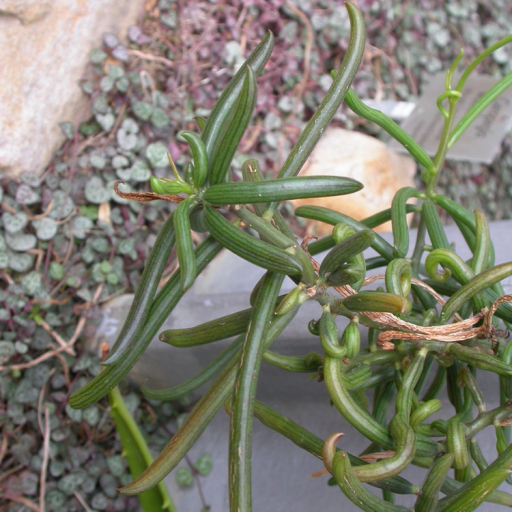 Senecio Antandroi