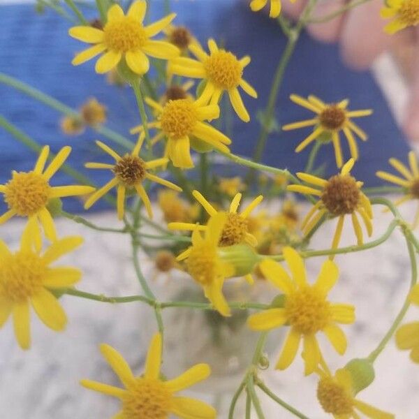 Water Ragwort Arizona Ragwort (Senecio Arizonicus) Care Guide: Water, Soil ...