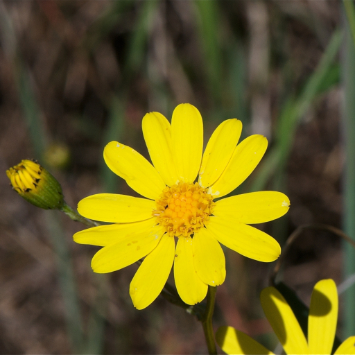 Water Ragwort California Ragwort (Senecio Californicus) Plant Care & How to Grow, Water
