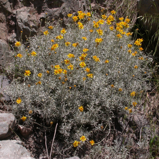 Senecio Chilensis Care Guide: Water, Soil & Propagation - Plantiary
