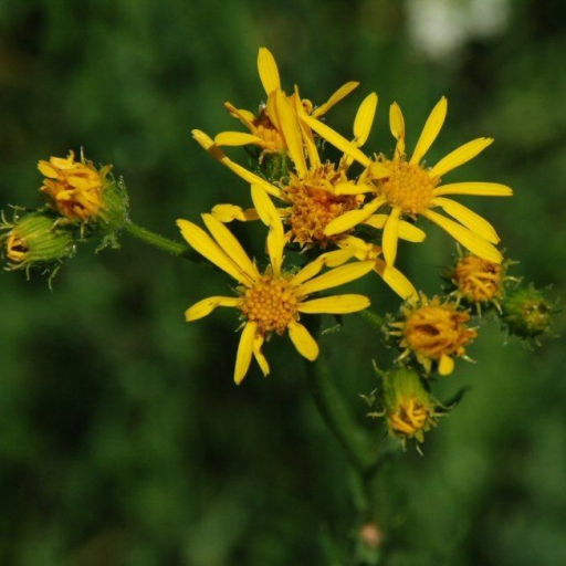 Water Ragwort Clark's Ragwort (Senecio Clarkianus) Care Guide: Water, Soil ...