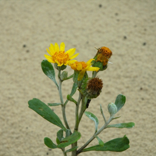 Senecio Crassiflorus