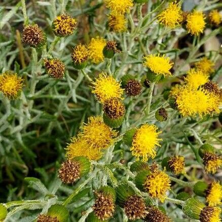 Senecio Filaginoides Care Guide: Water, Soil & Propagation - Plantiary
