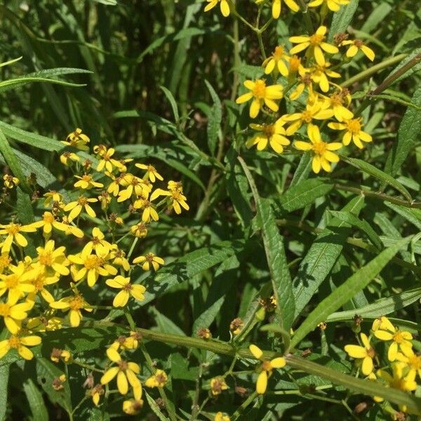Water Ragwort Hercynian Ragwort (Senecio Hercynicus) Care Guide: Water, Soil ...