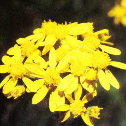 Senecio Hydrophilus