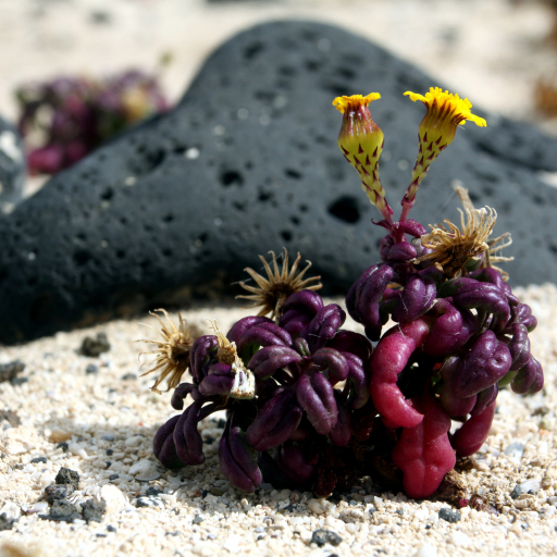 Coastal Ragwort