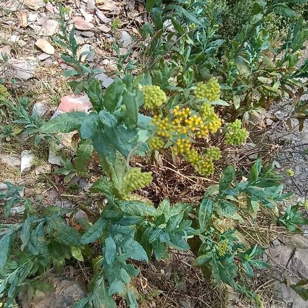 Senecio Odoratus