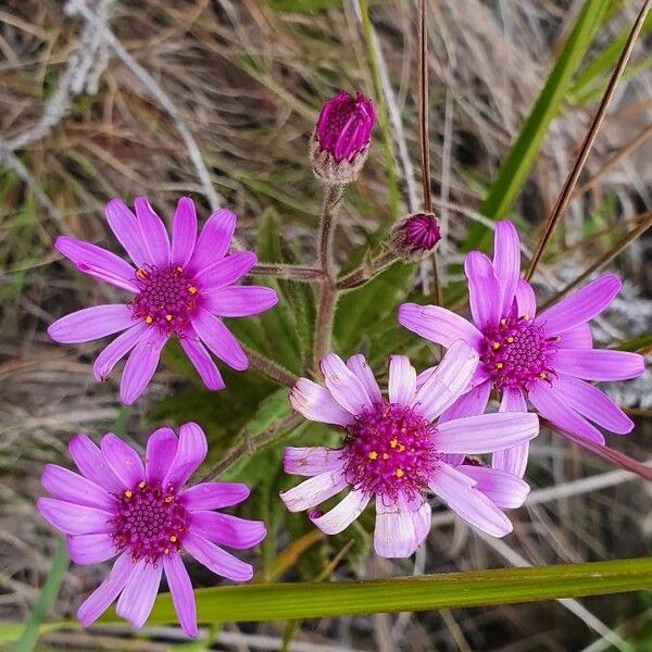 Senecio Roseiflorus