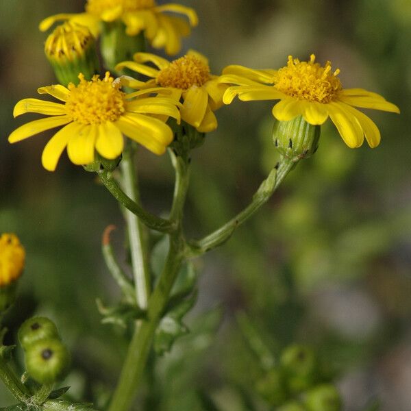 Water Ragwort Rock Ragwort (Senecio Rupestris) Care Guide: Water, Soil & Propagation ...