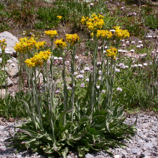 Water Ragwort Sierra Ragwort (Senecio Scorzonella) Care Guide: Water, Soil ...