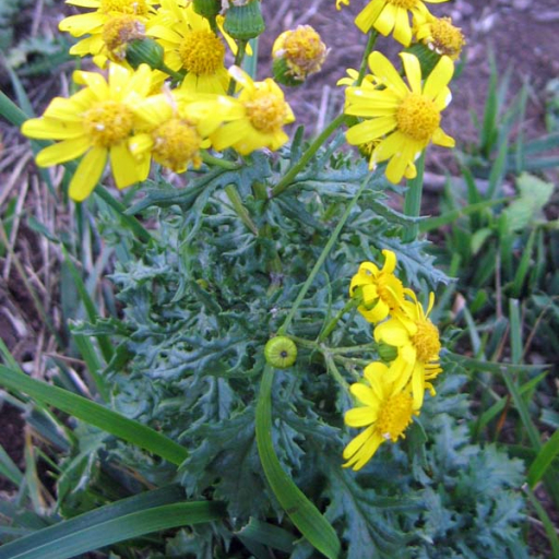 Oxford Ragwort
