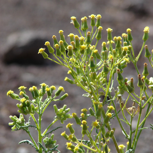 Tara Caesalpinia Spinosa Plant Care How To Grow Water tara-caesalpinia-spinosa-plant-care-how-to-grow-water
