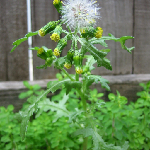 Senecio Vulgaris