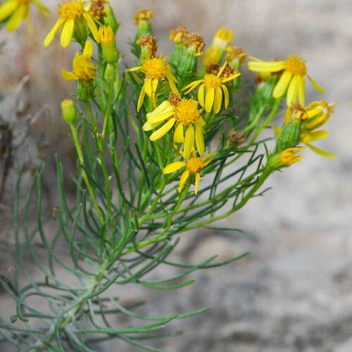 Water Ragwort Warnock's Ragwort (Senecio Warnockii) Care Guide: Water, Soil ...