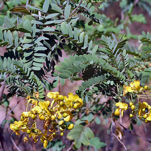 Senna Auriculata