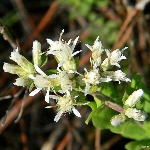 Dixie Aster (Sericocarpus Tortifolius) Plant Care & How to Grow, Water