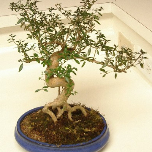 Serissa Japonica