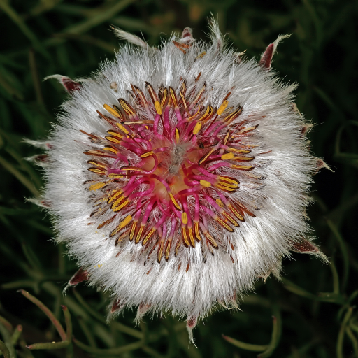 Serruria Phylicoides