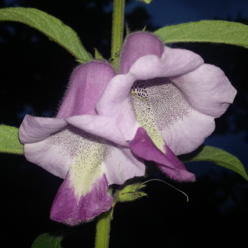 Sesamum Radiatum