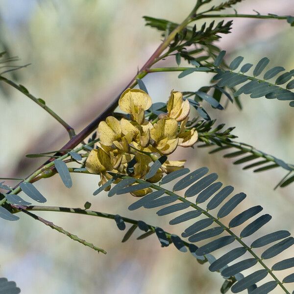 Sesbania-Pea (Sesbania Benthamiana) Care Guide: Water, Soil ...