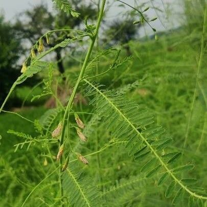 Sesbania Pea