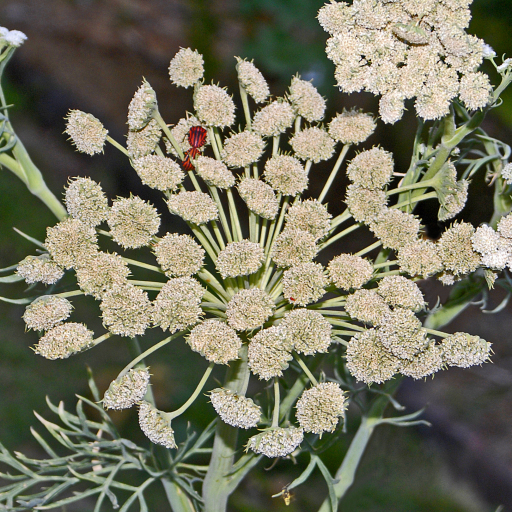 Seseli Moon Carrot (Seseli Gummiferum) Plant Care & How to Grow, Water