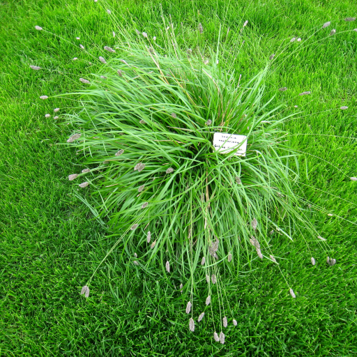 Sesleria Heufleriana