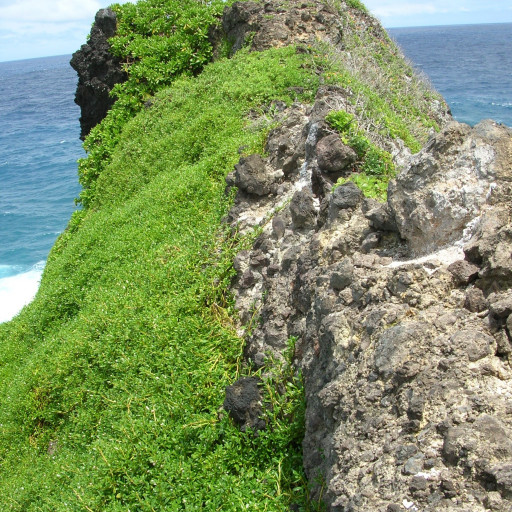 Sesuvium Portulacastrum