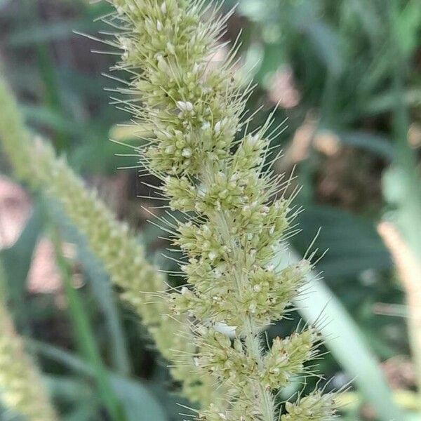 Setaria Lachnea Plant Care & How to Grow, Water