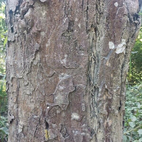 Sal Tree (Shorea Robusta) Plant Care & How to Grow, Water