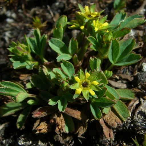 Sibbaldia Procumbens