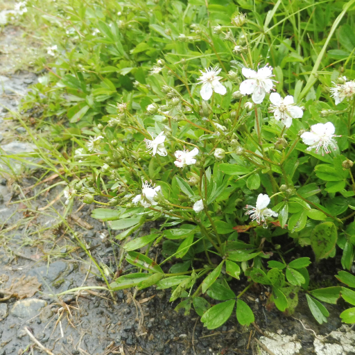 Sibbaldiopsis Tridentata