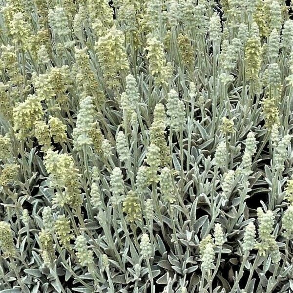 Sideritis Dasygnaphala