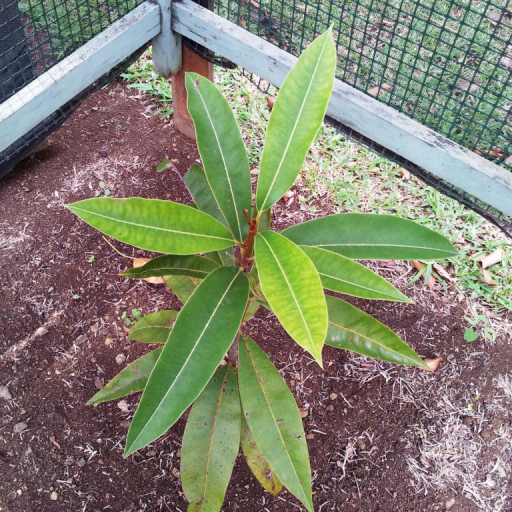 Tambalacoque (Sideroxylon Grandiflorum) Care Guide: Water, Soil ...