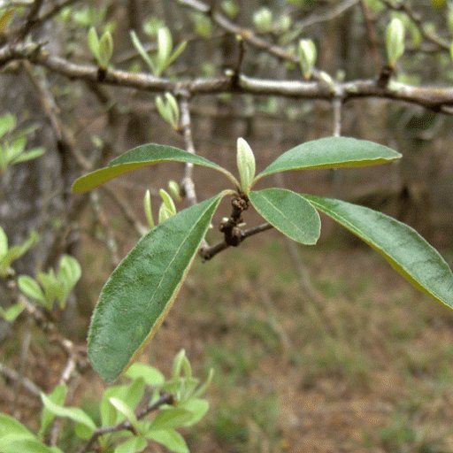Sideroxylon Lanuginosum