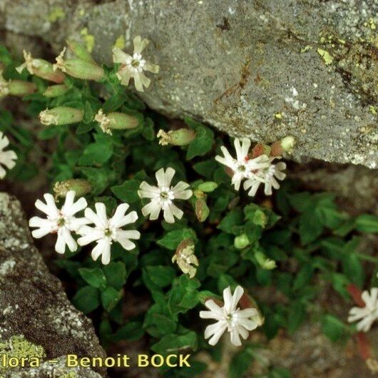 Silene Cordifolia